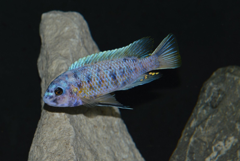 Labeotropheus fuelleborni 'Chinyankwazi Island'